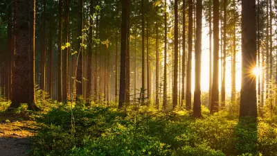 Sonnenaufgang in einem Wald