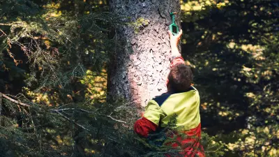 Mann bringt Wildfire Detektor am Baum an.
