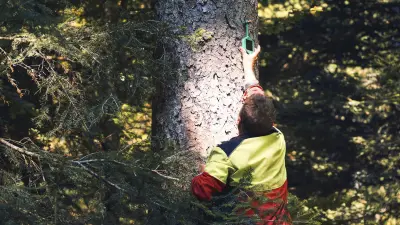 Sensoren werden am Baum angebracht