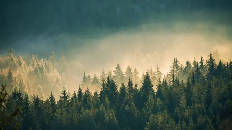 Blick über einen Fichtenwald im Nebel