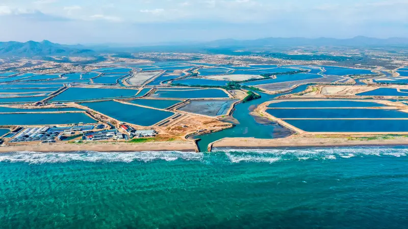 Santa Priscila karides çiftliği