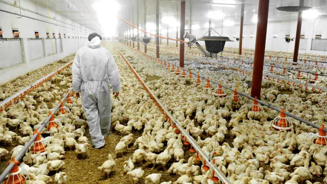 Man clothed in protective garments and hood walks in a huge hall full of poultry